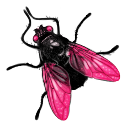 fly