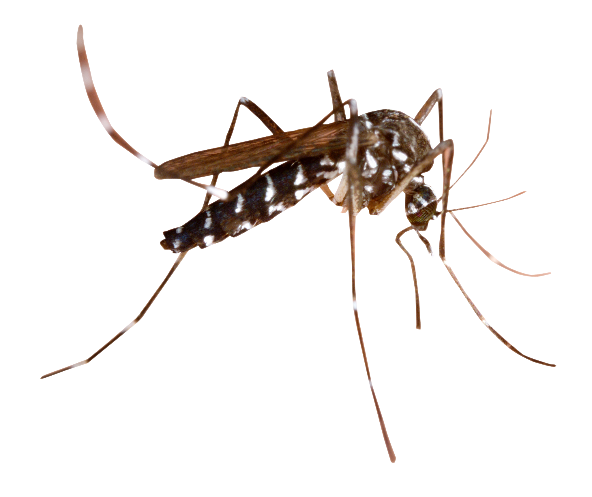 mosquito