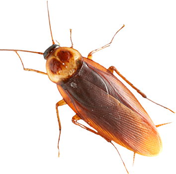 roach