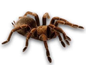spider